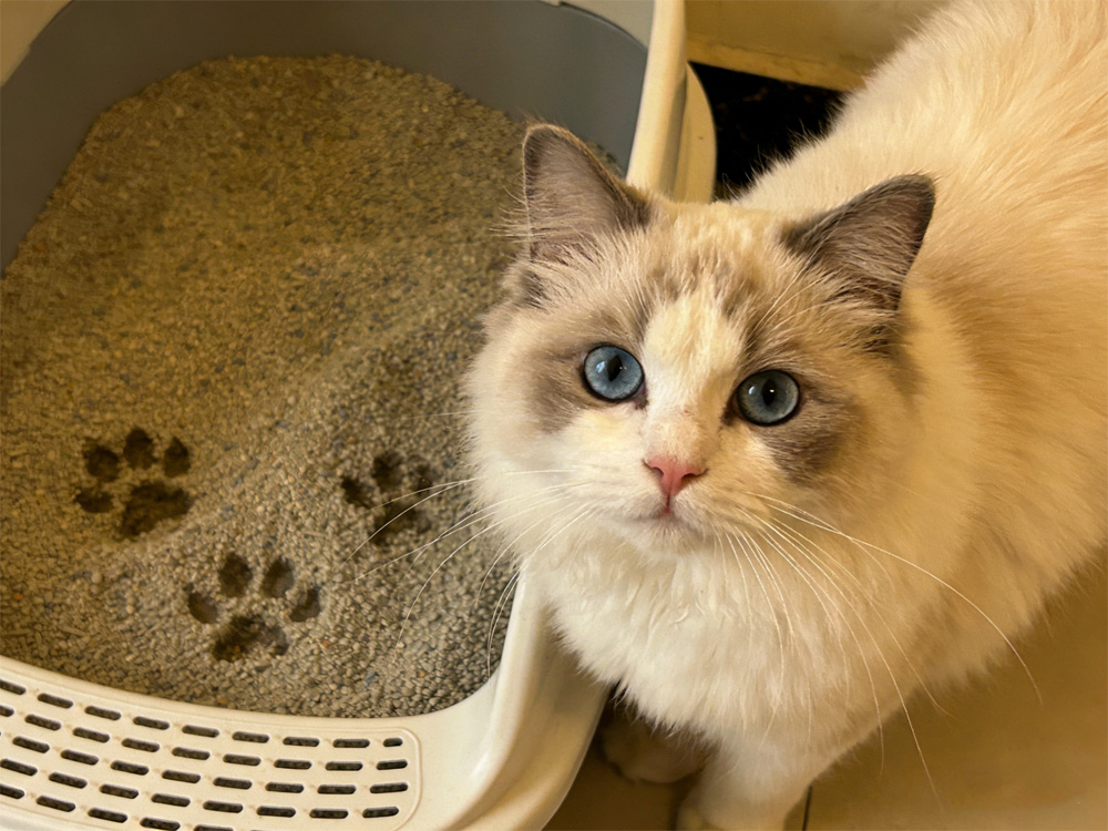 猫砂盆异味清除